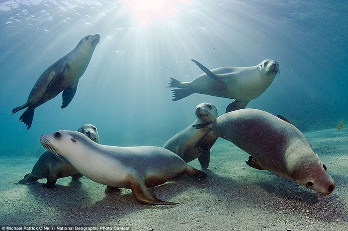 Stunning photos in National Geographic competition images 7
