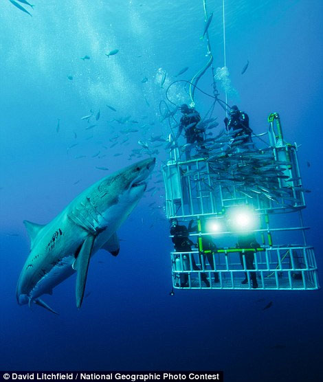 Stunning photos in National Geographic competition images 8