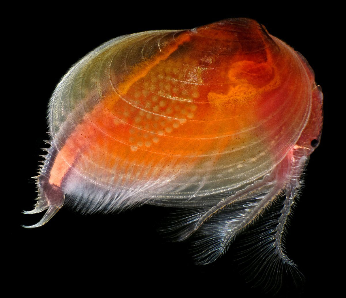 Picture 10 of Stunning photos taken under a microscope won the Nikon Small World 2015