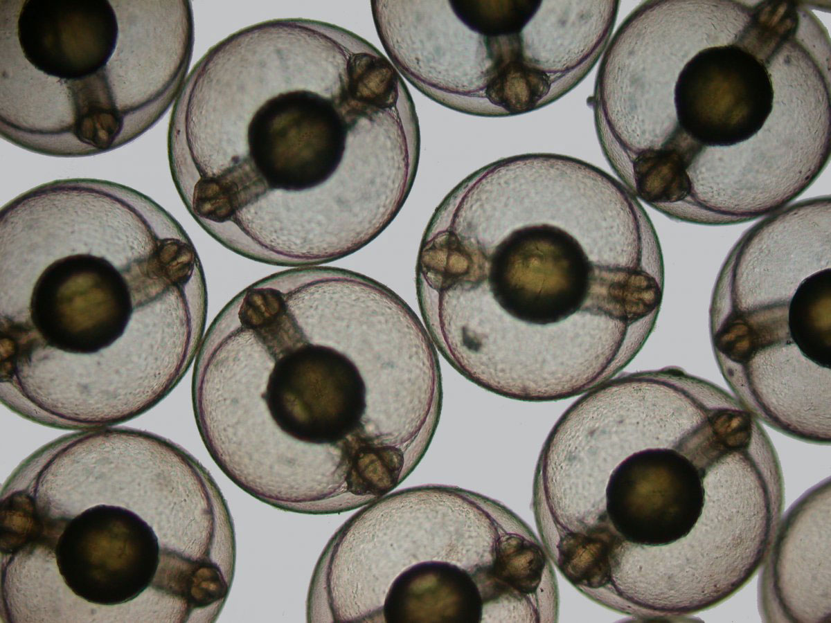 Picture 12 of Stunning photos taken under a microscope won the Nikon Small World 2015