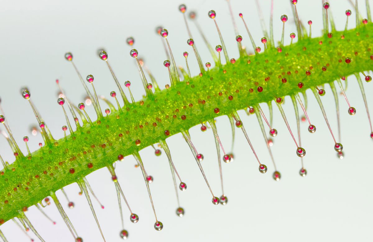 Picture 13 of Stunning photos taken under a microscope won the Nikon Small World 2015