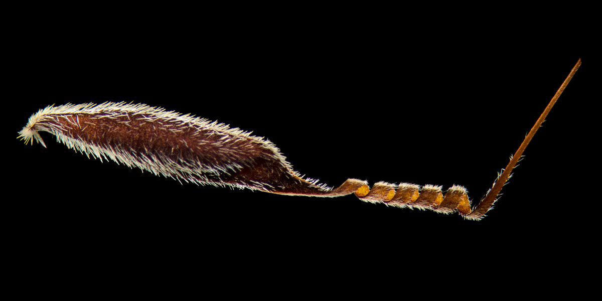 Picture 14 of Stunning photos taken under a microscope won the Nikon Small World 2015