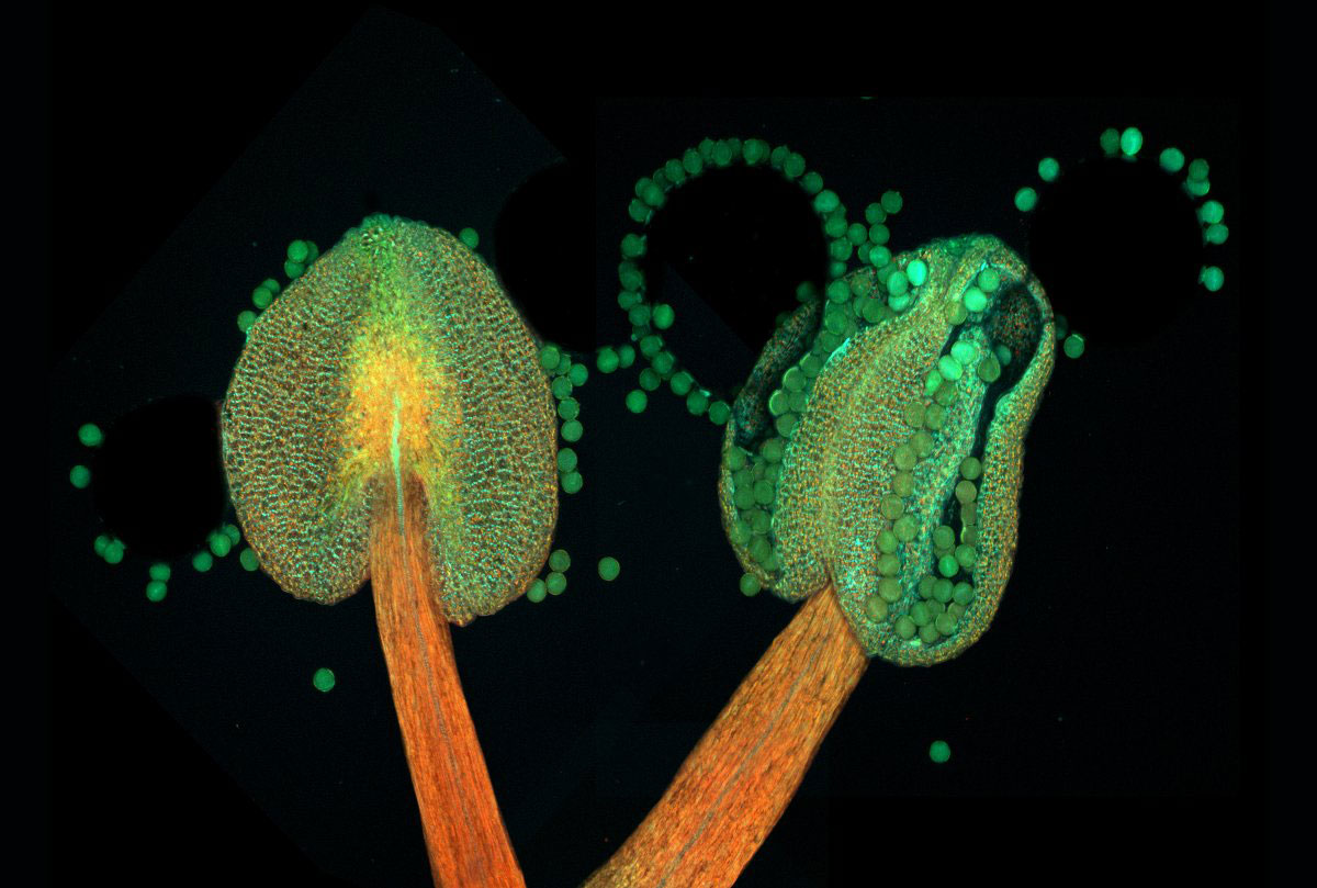 Picture 15 of Stunning photos taken under a microscope won the Nikon Small World 2015