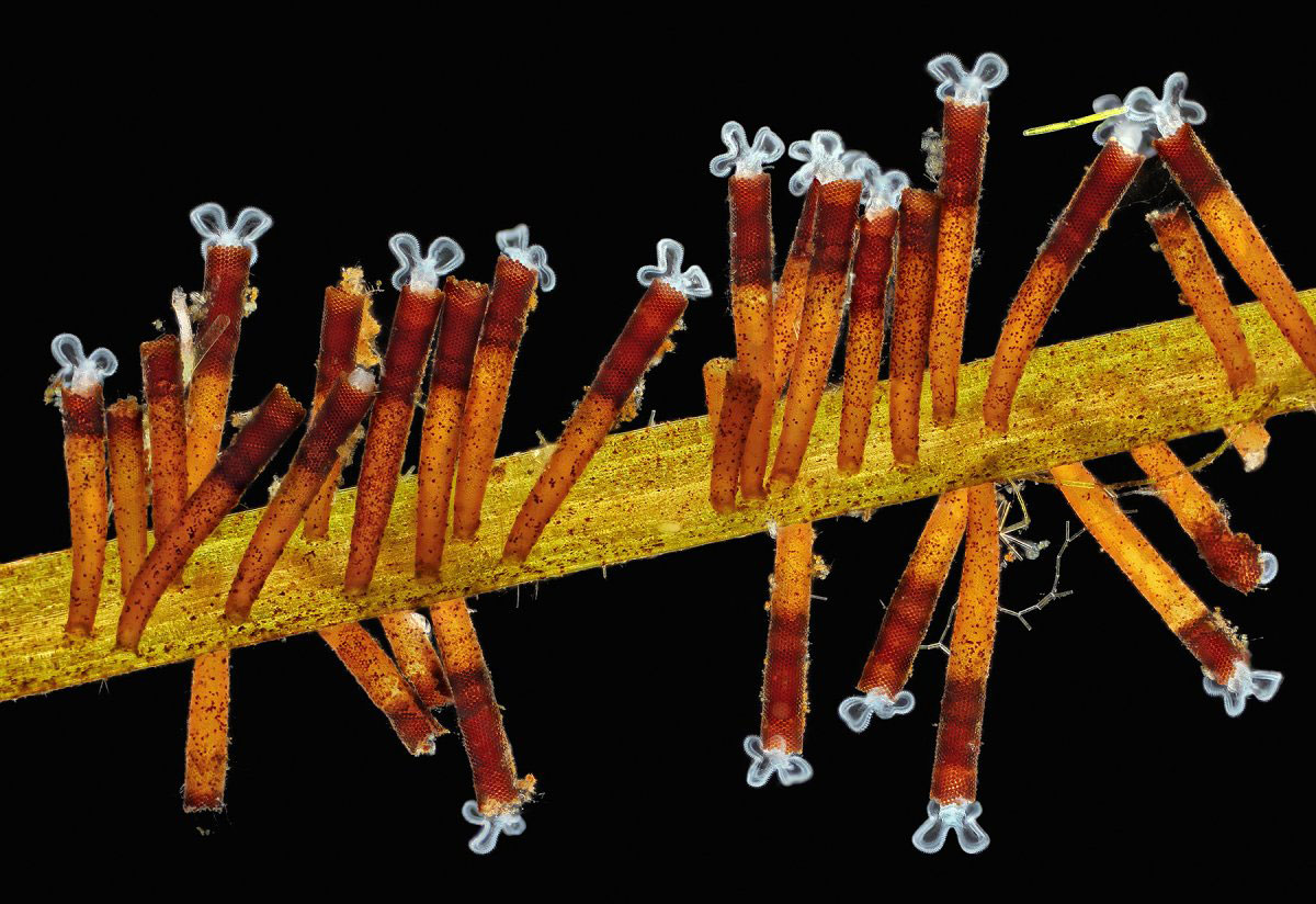 Picture 16 of Stunning photos taken under a microscope won the Nikon Small World 2015