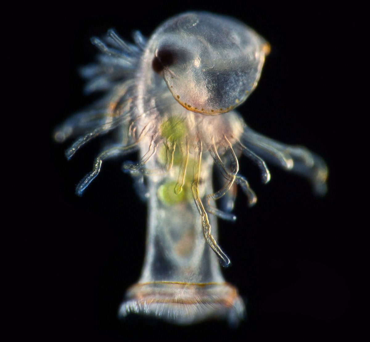 Picture 19 of Stunning photos taken under a microscope won the Nikon Small World 2015