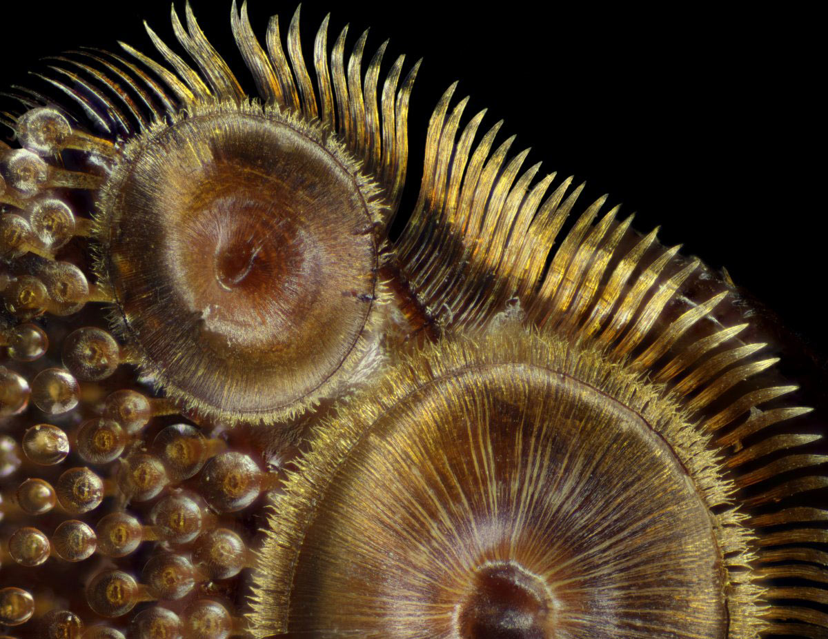 Picture 20 of Stunning photos taken under a microscope won the Nikon Small World 2015