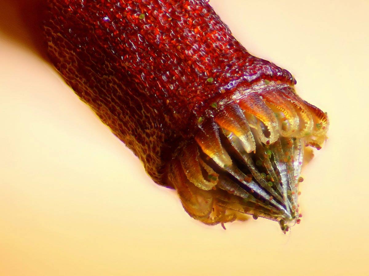 Picture 6 of Stunning photos taken under a microscope won the Nikon Small World 2015