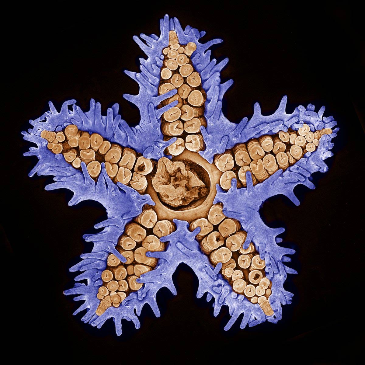 Picture 7 of Stunning photos taken under a microscope won the Nikon Small World 2015