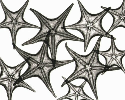 Picture 11 of Stunning photos taken with X-rays