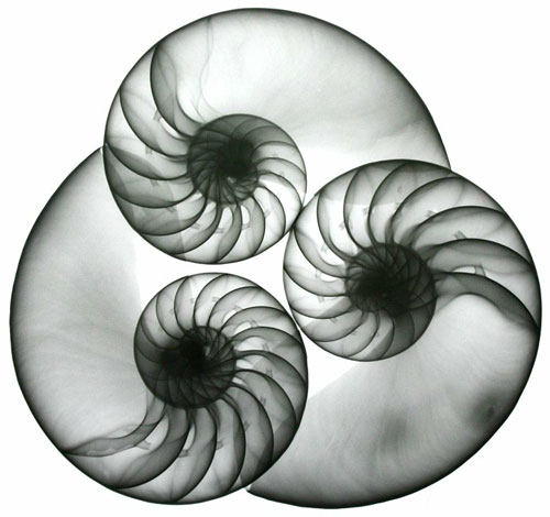 Picture 12 of Stunning photos taken with X-rays