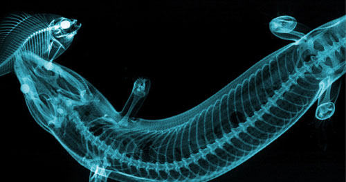 Picture 6 of Stunning photos taken with X-rays