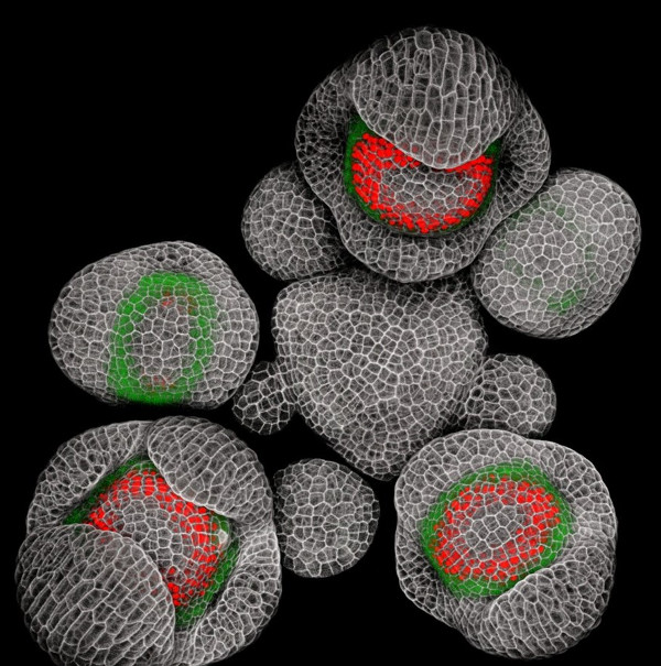 Picture 9 of Stunning works under the microscope's perspective