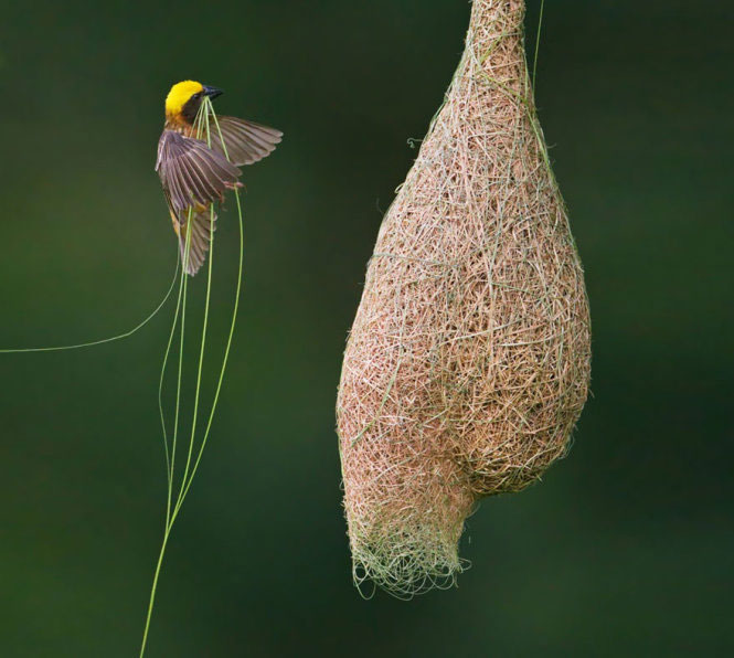 Picture 1 of Stunningly beautiful architecture of animal architects