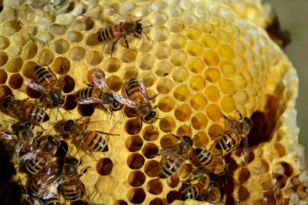 Picture 12 of Stunningly beautiful architecture of animal architects