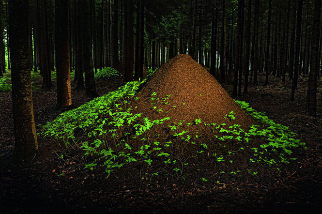 Picture 13 of Stunningly beautiful architecture of animal architects