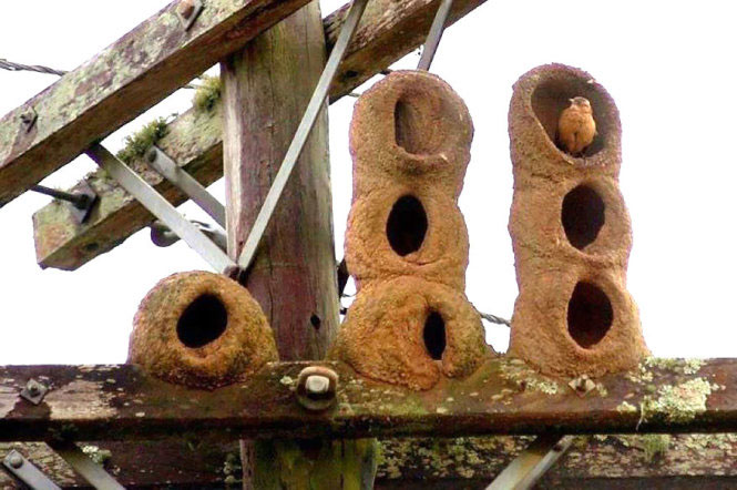 Picture 14 of Stunningly beautiful architecture of animal architects