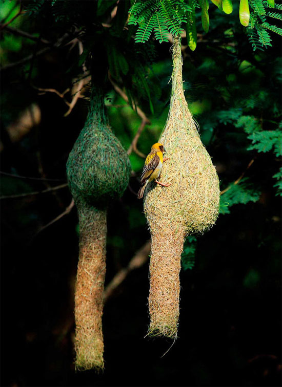 Picture 2 of Stunningly beautiful architecture of animal architects