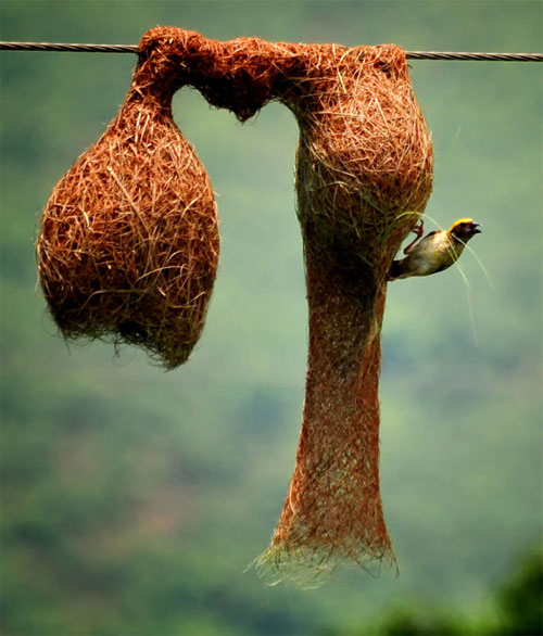 Picture 3 of Stunningly beautiful architecture of animal architects
