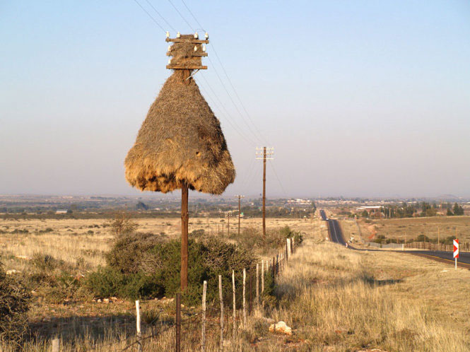 Picture 4 of Stunningly beautiful architecture of animal architects