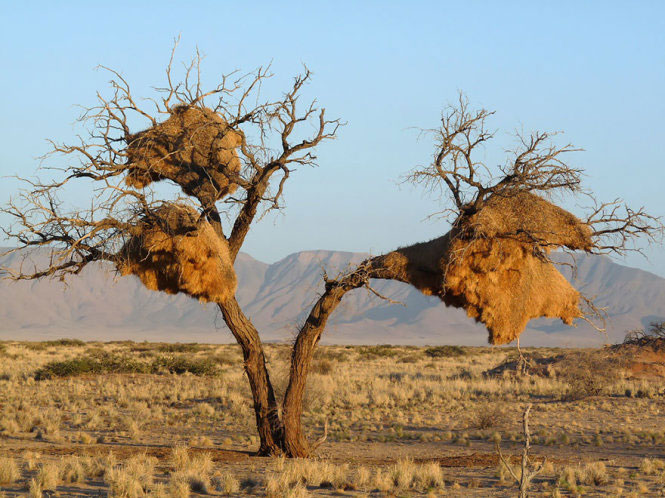 Picture 5 of Stunningly beautiful architecture of animal architects