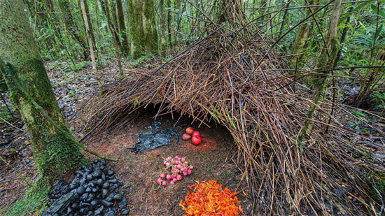 Picture 8 of Stunningly beautiful architecture of animal architects