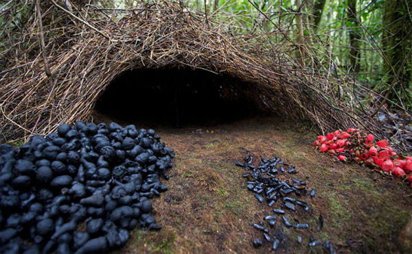 Picture 9 of Stunningly beautiful architecture of animal architects