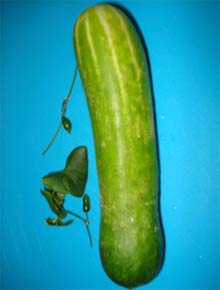 Picture 1 of Succeeded in 'super small melon' in Ho Chi Minh City