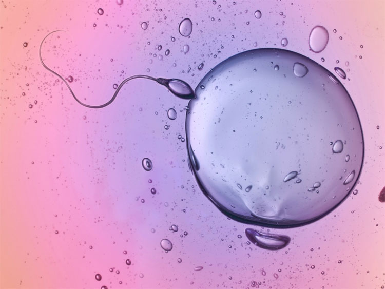 Picture 1 of Successful breeding babies have 3 parents