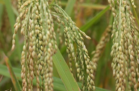 Picture 1 of Successful breeding of 'diving' rice varieties under water