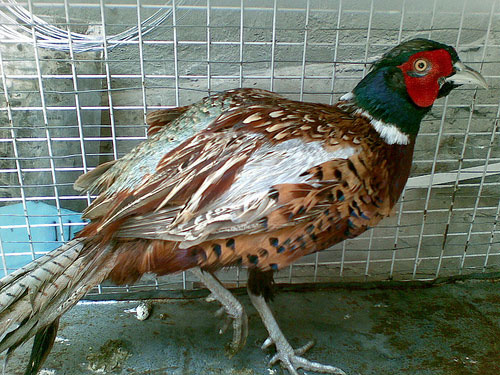 Picture 1 of Successful breeding of red pheasant in Ha Tinh