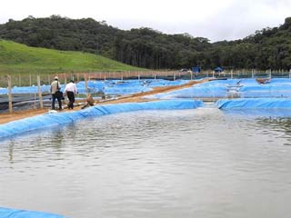 Picture 2 of Successful farming of salmon on Da Chais mountain