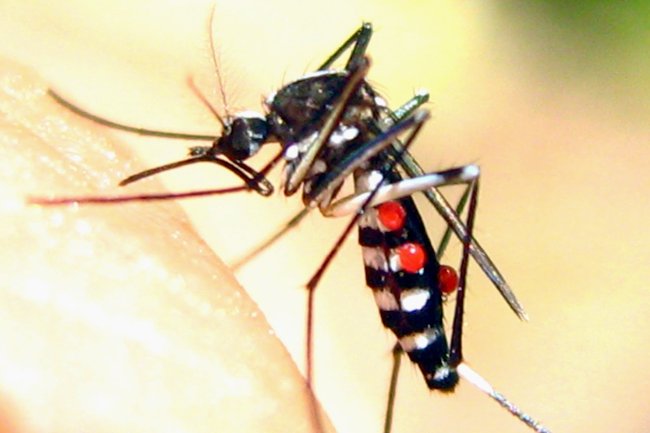 Picture 2 of Successful production of dengue vaccine after 20 years of research