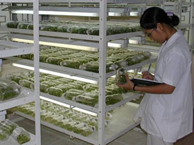 Picture 1 of Successful propagation of many flowers by tissue culture