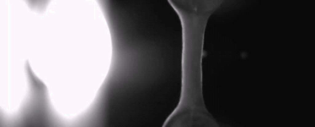 Picture 1 of Successful rearing of artificial heart muscle tissue is as real, and it is considered an invaluable specimen
