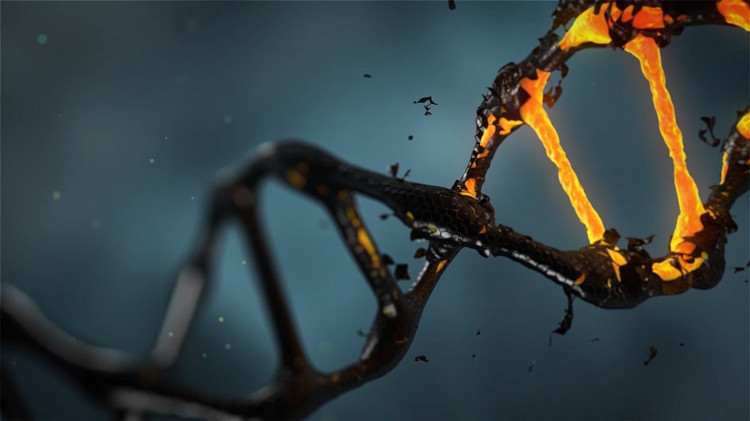 Picture 1 of Successful reconstruction of the human gene has died for 200 years