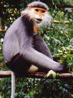 Picture 1 of Successful rescue of a gray-shanked douc langur