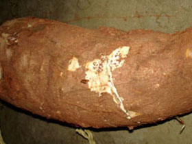 Picture 1 of Successful sketch of detailed map of cassava roots