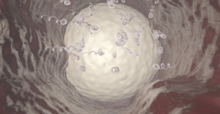 Picture 1 of Successful testing of contraceptive gel for men on monkeys
