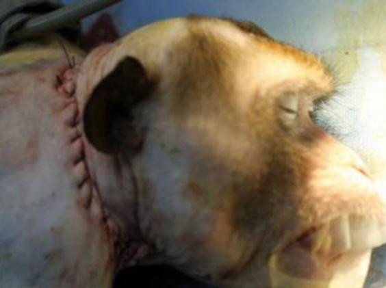 Picture 1 of Successful transplantation of monkey heads in China