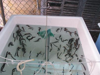 Picture 1 of Successfully breeding 3 species of seahorses