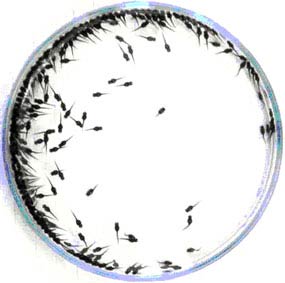 Picture 2 of Successfully breeding many freshwater fish species