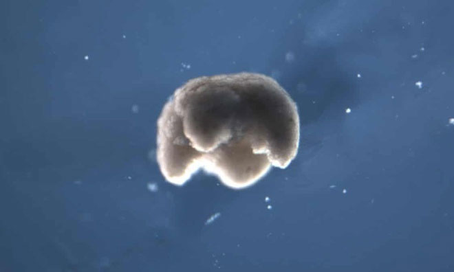 Picture 1 of Successfully built a 'live' robot from an African frog cell