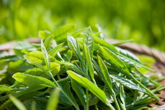 Picture 1 of Successfully creating new high quality tea varieties