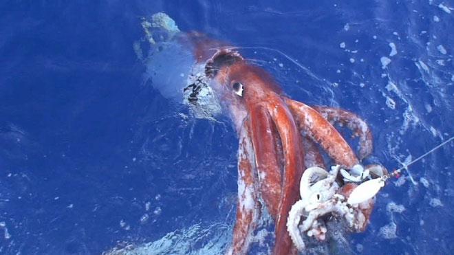 Picture 1 of Successfully decode the genome of the mysterious giant squid