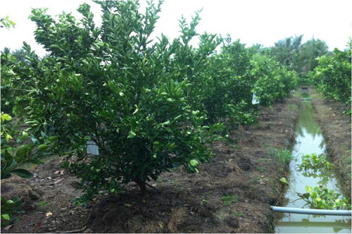 Picture 1 of Successfully developed seedless oranges