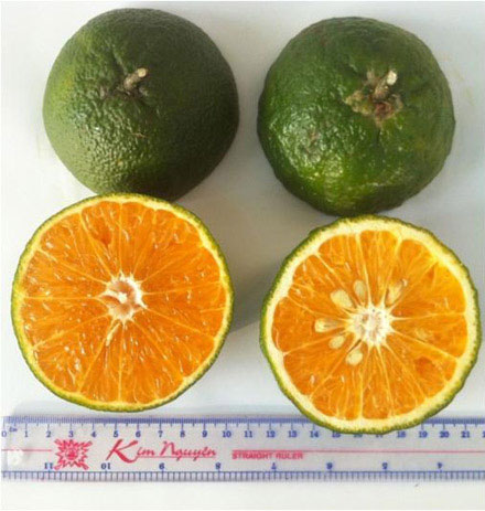 Picture 2 of Successfully developed seedless oranges