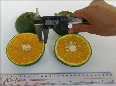 Picture 3 of Successfully developed seedless oranges