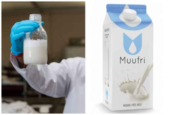 Picture 1 of Successfully produced artificial milk