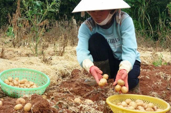 Picture 1 of Successfully produced super-pure potatoes
