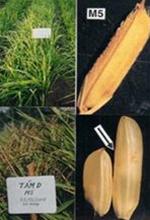 Picture 1 of Successfully propagated fragrant Basmati rice varieties
